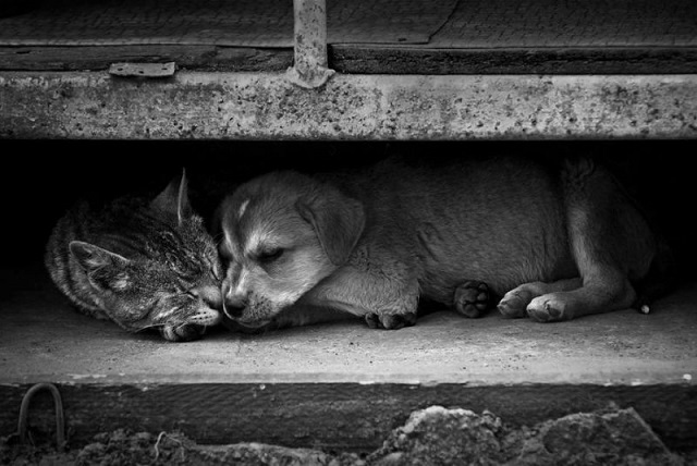 Приют для бездомных животных в Симферополе законсервировали