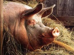 Бедолаги свиньи наелись отравленного корма. Фото news.vdv-s.ru
