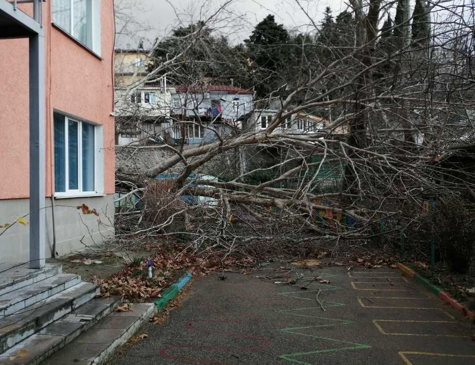 Непогода в Крыму валит вековые деревья - Симферополь к стихии готов 
