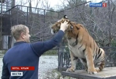 В Новом году можно было поздороваться с тигром. Фото с сайта http://news.online.ua/368482/