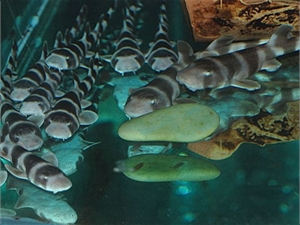 Фото с официального сайта Севастопольского аквариума. В год в аквариуме рождается до сотни акул.