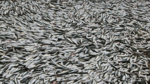 Теплолюбивая рыба решила остаться на зимовку в Черном море. Фото с сайта http://www.sxc.hu