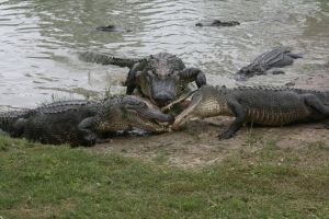 В Крым завезут крокодилов.
фото с сайта sxc.hu